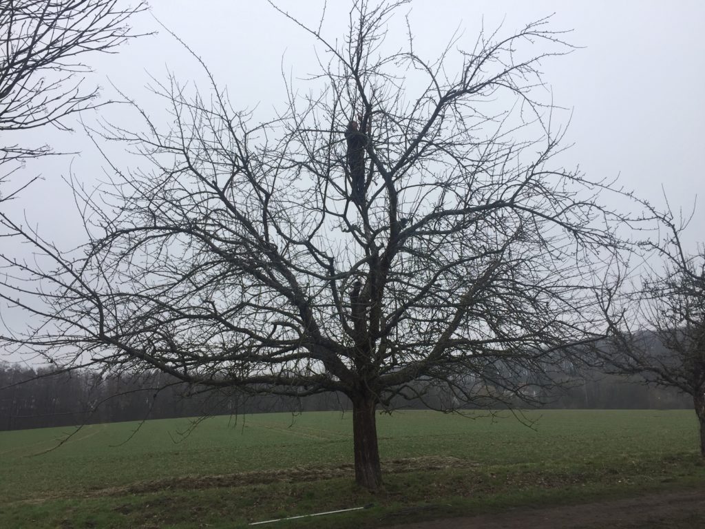 Hochstamm mit Oeschbergkrone im Winter. Dieser Baum ist ca. 30 Jahre alt und hat in einem Jahr schonmal 1t Obst getragen. Sorte: Schneiderapfel