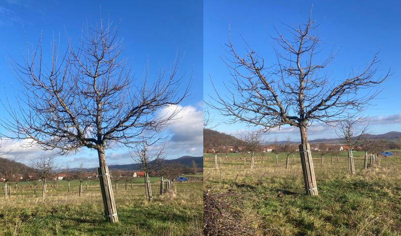 Vitaler ca. 15 jähriger Apfelbaum (Boskoop) vor und nach dem Schnitt